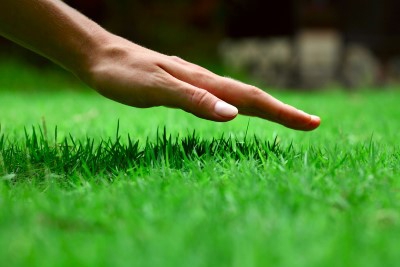Grass