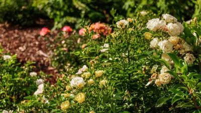 The Woodlands 8 Photo