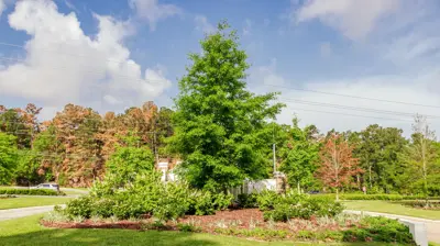 The Woodlands 9 Photo