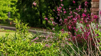 The Woodlands 1 Photo