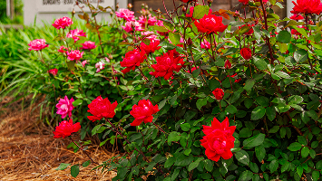 Lawn Plant Health Care