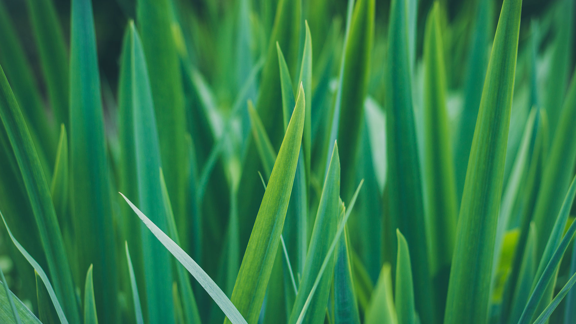 ジェリー Frequently Asked Questions - Sexton Lawn and Landscape